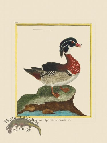(image for) Martinet Bird 980