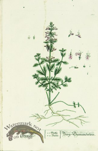 (image for) Blackwell German 141