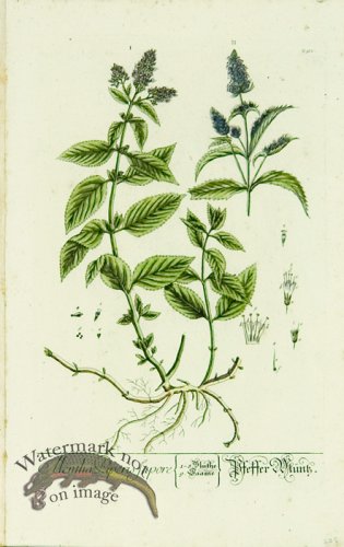 Blackwell German 076