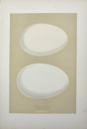 Morris_Eggs_25