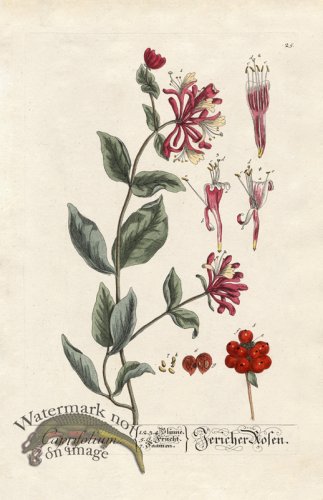 (image for) Blackwell GE 025