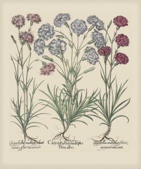 Besler 314 Colored B2