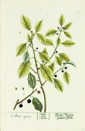 Blackwell German 201