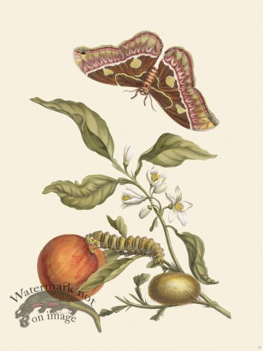 (image for) Merian Metamorphosis 52