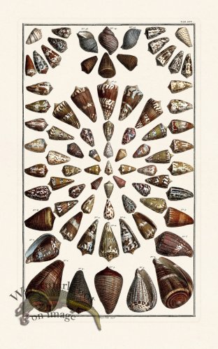 (image for) Seba B2 054