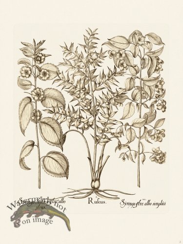 (image for) Besler 002 B1