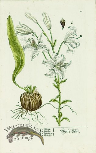 (image for) Blackwell German 002