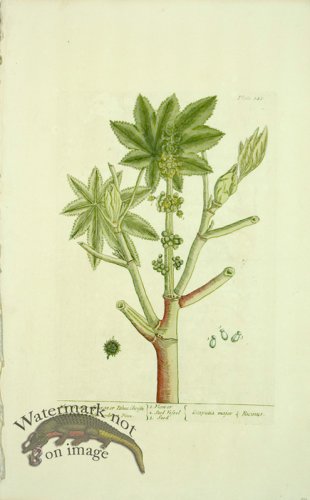 (image for) Blackwell E 30