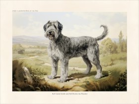 CFA Dog half Aussie doodle and half Bouvier des Flanders email