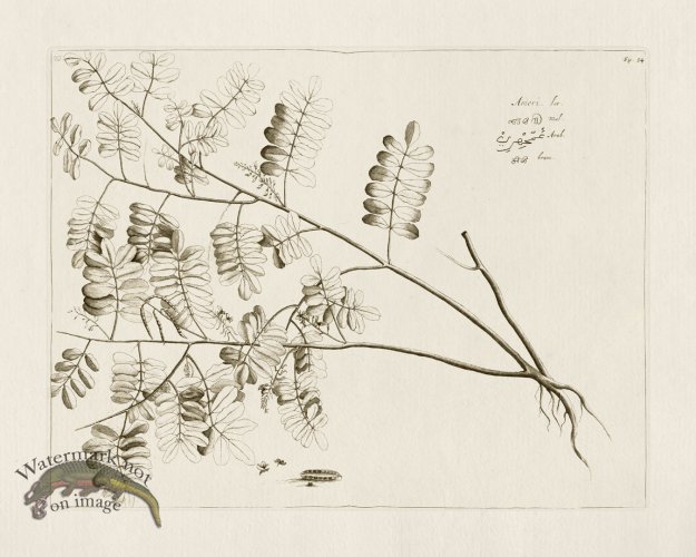 (image for) HORTUS VOL 01 54