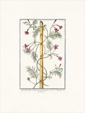 Bonelli 085 star glory