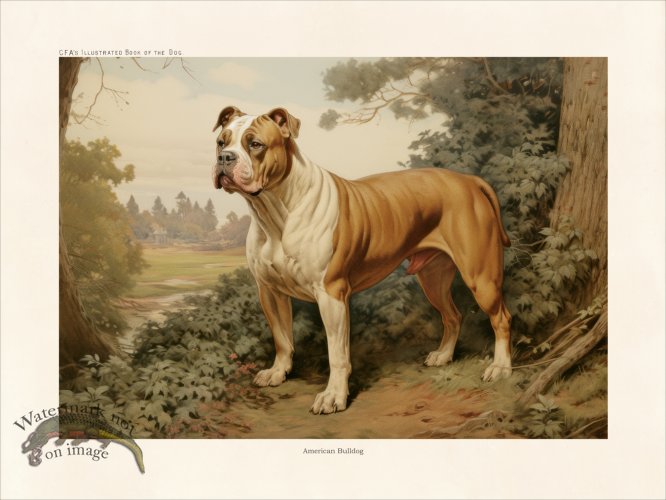 (image for) CFA Dog American Bulldog