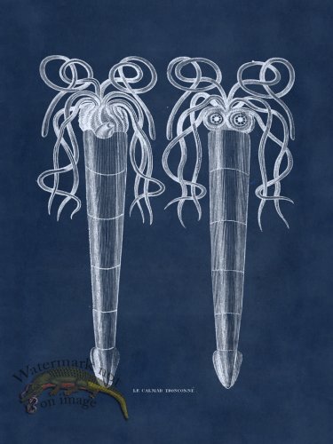 (image for) Octopus Blue 38