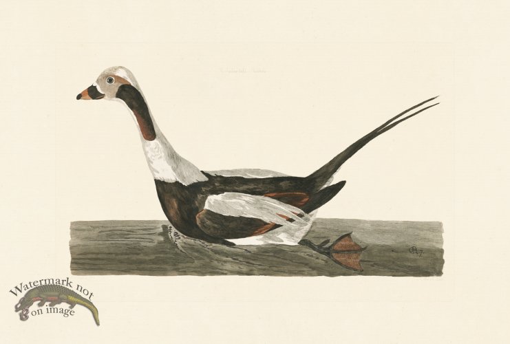 (image for) Pennant Zoology 038