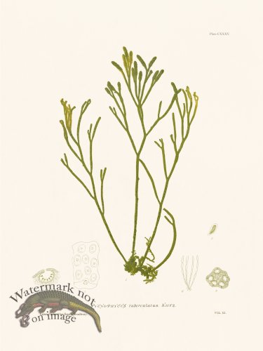 (image for) Bradbury Seaweed 135