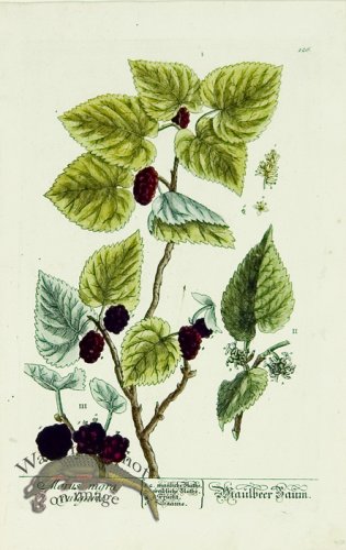 (image for) Blackwell German 012