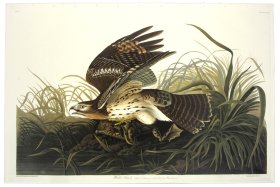 Red Shouldered or Winter Hawk