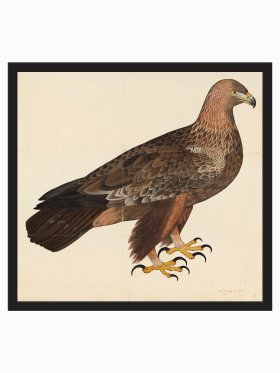 Rudbeck CFA_BF 05 Eagle