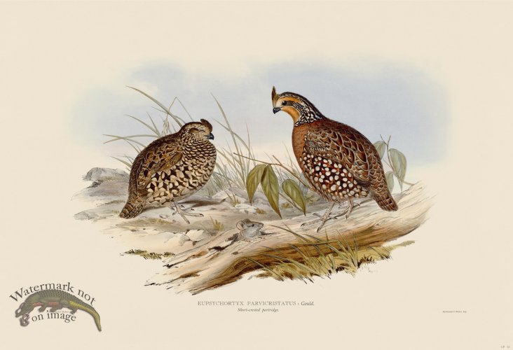 (image for) 12 Short-crested partridge