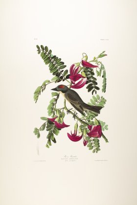 Pipiry Flycatcher