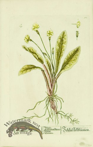 (image for) Blackwell German 063