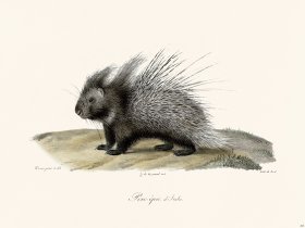 Cuvier 208 Porcupine Diftalia