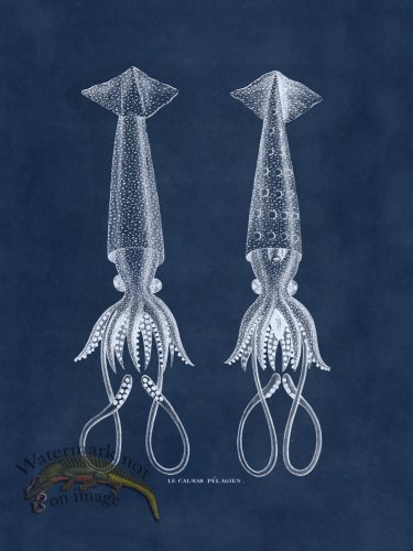 (image for) Octopus Blue 42