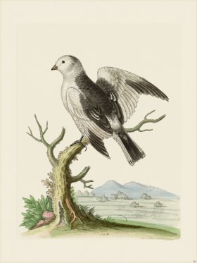 Edwards 126 The Snow Bird