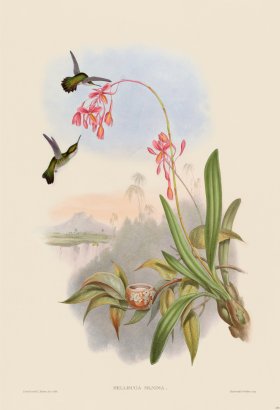 Gould Hummingbird 133