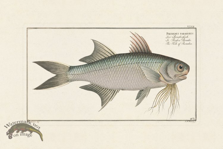 (image for) BLOCH FISH 402