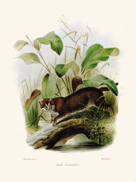 Elliot Cat 17 Cat Planiceps