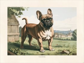 CFA Dog French Bulldog 04