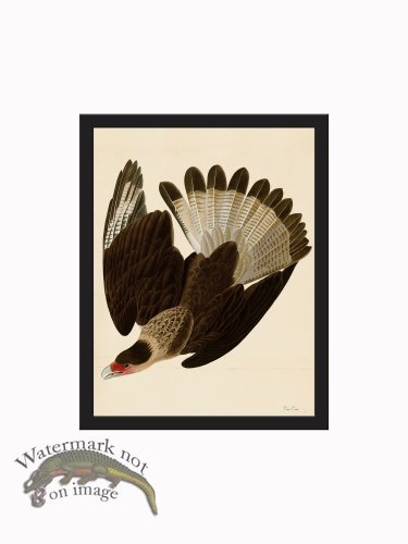 (image for) Rudbeck CFA_BF 46 Cara Cara