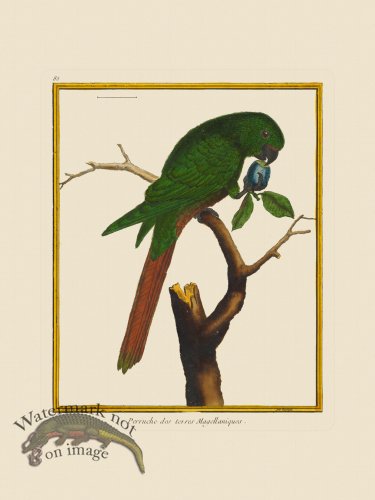 (image for) Martinet Bird 085