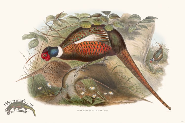 (image for) Gould Game Bird 006
