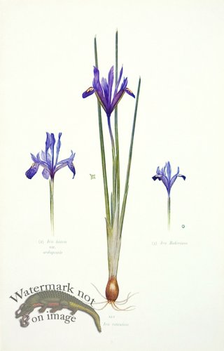 (image for) Dykes Iris 14