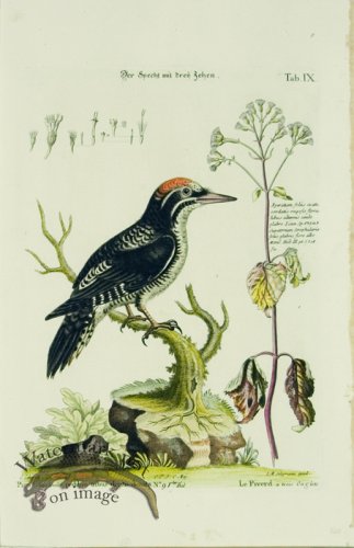 (image for) SB 05 Picus, Le Piverd a trois Onglets