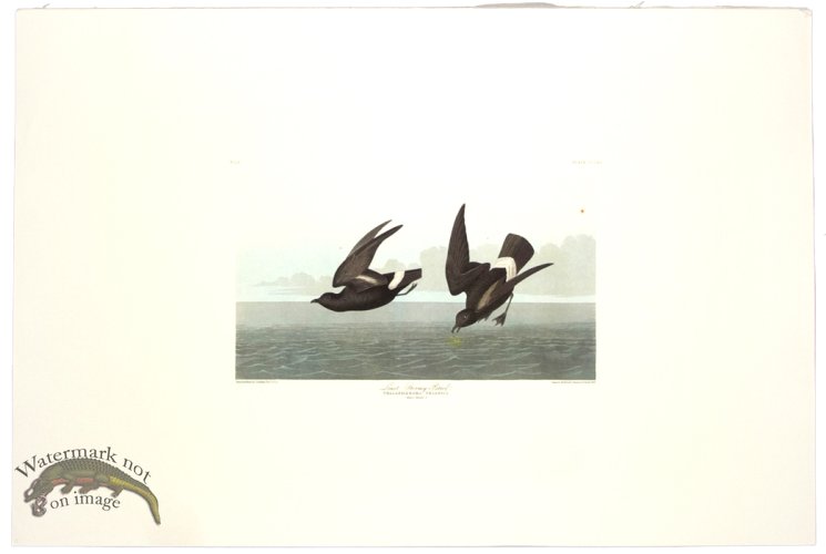 (image for) Least Stormy Petrel