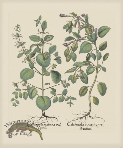 (image for) Besler 232 Colored B2