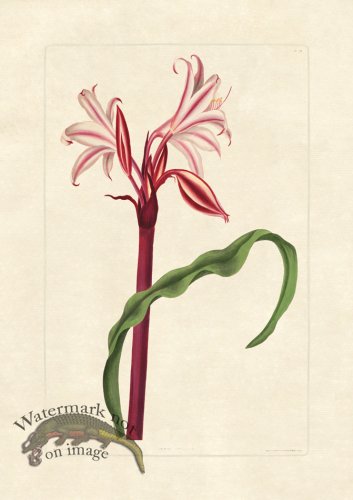 (image for) Edward bury 29