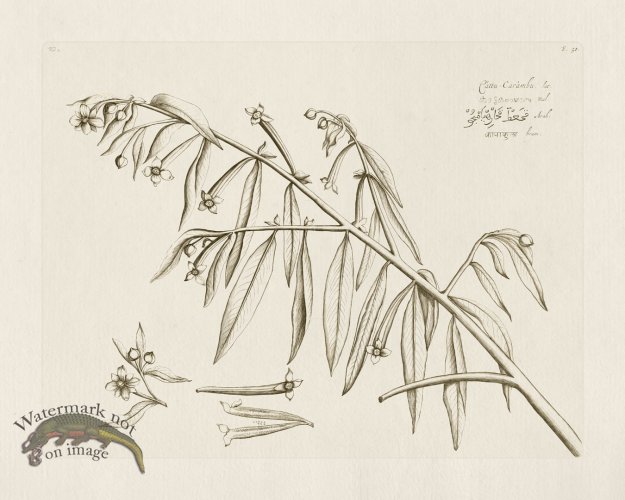 (image for) HORTUS VOL 02 50