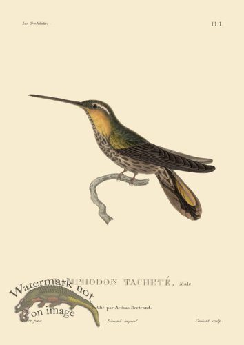 (image for) Hummingbird 01