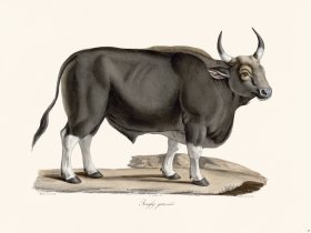 Cuvier 059 Indian Gaur Bison Male