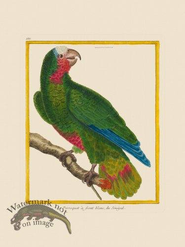 (image for) Martinet Bird 335