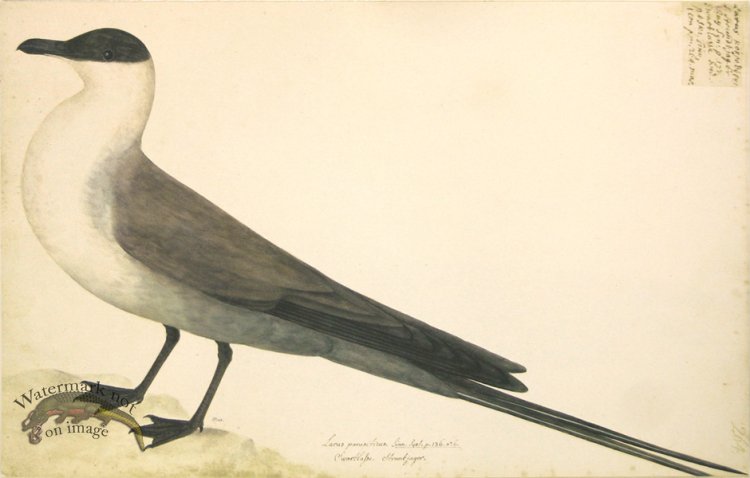 264 Swedish Birds . Larus Parasiticus, Artic Gull, Male