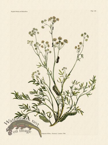 (image for) Wilkes Butterflies 109