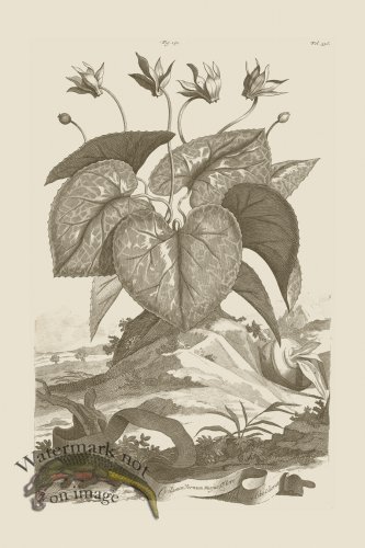 (image for) Abraham Munting 151