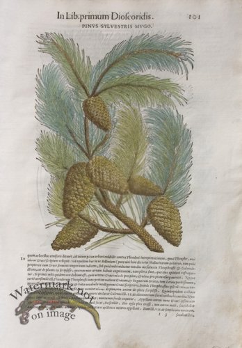 (image for) WB Botanicals 02