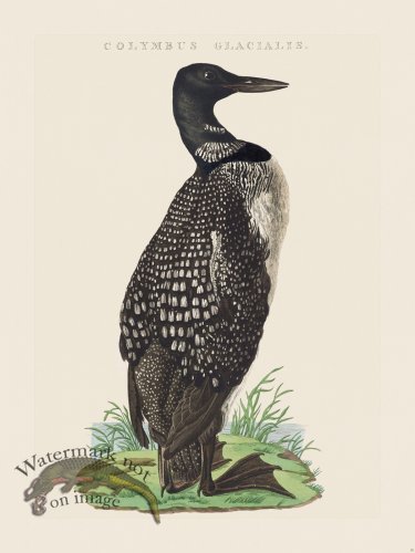 (image for) Nozeman Bird 035