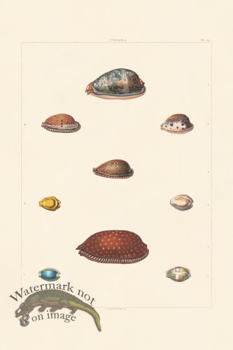 (image for) Perry Shell 22